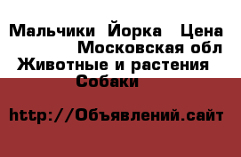 Мальчики  Йорка › Цена ­ 12 000 - Московская обл. Животные и растения » Собаки   